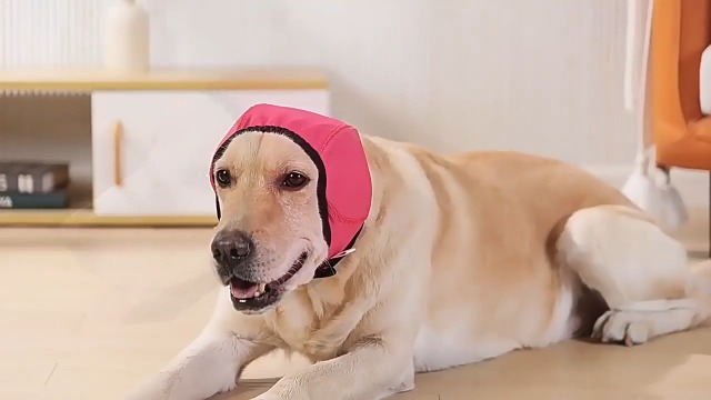 Amazon.com : Zenpup Noise Cancelling Ear Wrap, Dog No Shake Ear